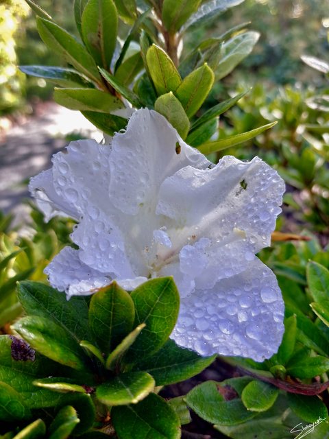 Water droplets resting on white flower petals and the flower's centre, surrounded by green leaves.